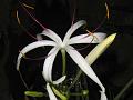 River Crinum Lily